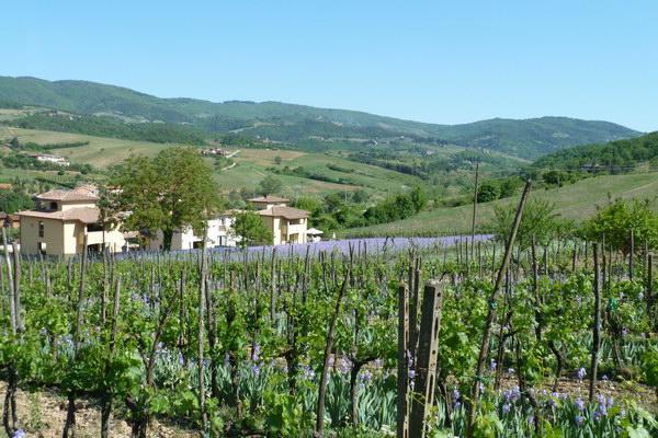 Casa Rosa Villa Greve in Chianti Dış mekan fotoğraf